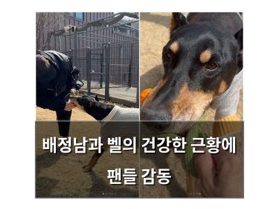 배정남과 벨의 건강한 근황에 팬들 감동